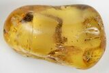 Fossil Spider (Araneae) with Spider Webs in Baltic Amber - Rare! #197736-1